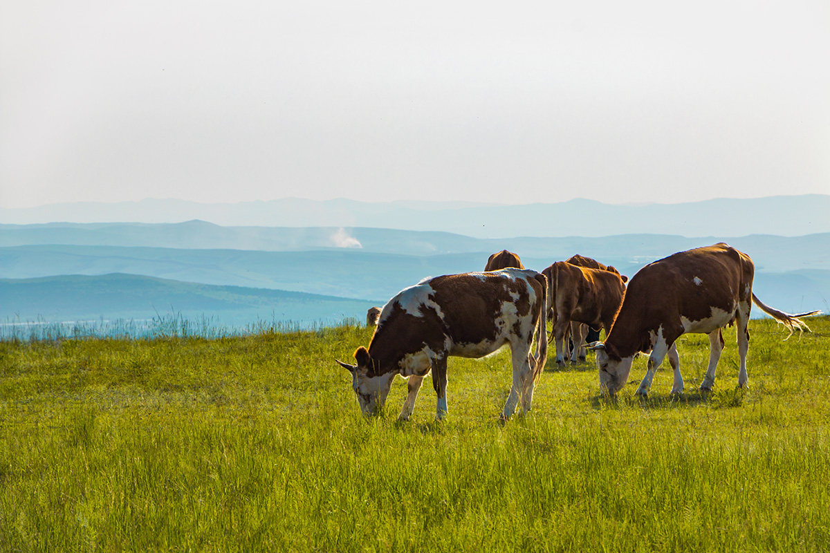 Agriculture