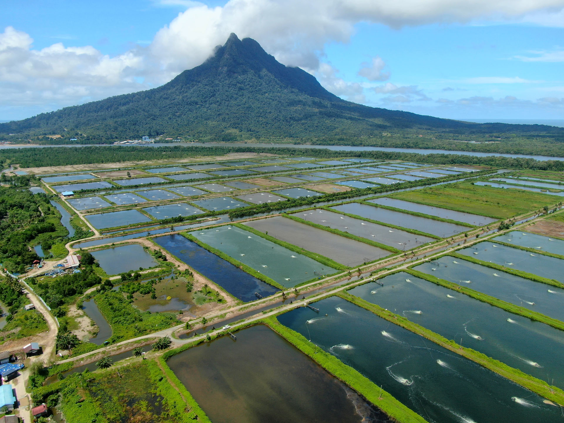 Prawn Farming Pond Management